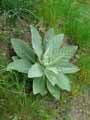 Verbascum thapsus