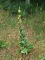 Verbascum thapsus