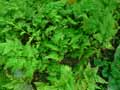 Selaginella bellula