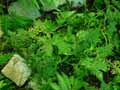 Selaginella braunii