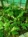 Selaginella caulescens