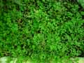 Selaginella concinna