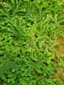 Selaginella denticulata