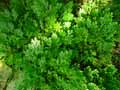 Selaginella fissidentoides