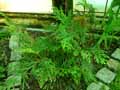 Selaginella fissidentoides