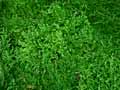 Selaginella galeottei