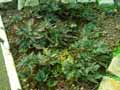 Selaginella haematodes