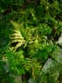 Selaginella involens