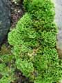 Selaginella kraussiana Brownii