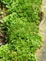 Selaginella kraussiana Brownii