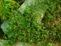 Selaginella kraussiana Poulteri