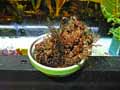 Selaginella lepidophylla