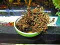 Selaginella lepidophylla