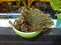 Selaginella lepidophylla