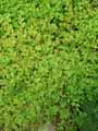 Selaginella martensii