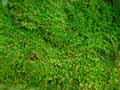 Selaginella muscosa