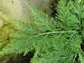 Selaginella nobilis