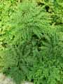 Selaginella nobilis