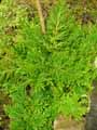 Selaginella pallescens