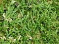 Selaginella patula