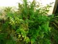 Selaginella plana