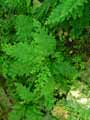 Selaginella pulcherrima