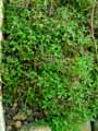 Selaginella sanguinolenta