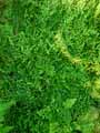 Selaginella serpens