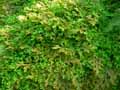 Selaginella stenophylla