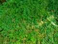 Selaginella uncinata