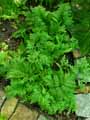 Selaginella viticulosa
