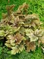 Selaginella vogelii