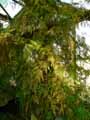 Selaginella willdenowii