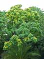 Ailanthus altissima, Ailanthus glandulosa