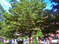 Ailanthus altissima, Ailanthus glandulosa