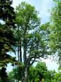 Ailanthus giraldii