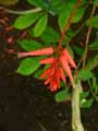 Quassia amara