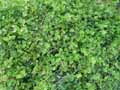 Smilax aspera