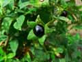 Atropa belladonna