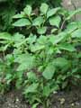 Atropa belladonna