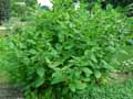Atropa belladonna