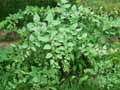 Atropa belladonna