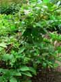 Atropa belladonna