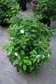 Brunfelsia uniflora