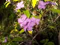 Brunfelsia uniflora