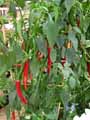 Capsicum annuum