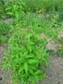 Cestrum aurantiacum
