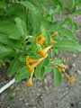 Cestrum aurantiacum
