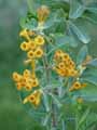 Cestrum aurantiacum
