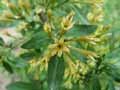 Solanaceae-Cestrum-aurantiacum-Cestreau.jpg